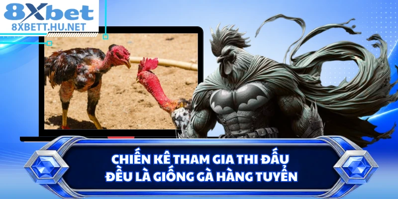 Chiến kê tham gia thi đấu đều là giống gà hàng tuyển