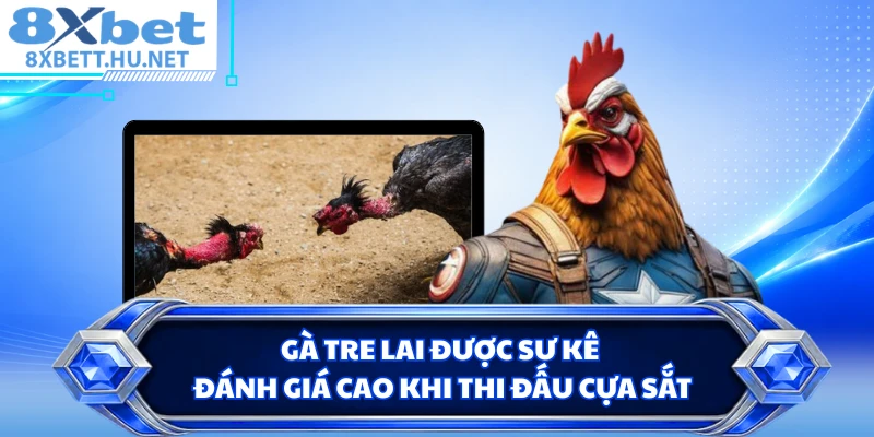 Gà tre lai được sư kê đánh giá cao khi thi đấu cựa sắt